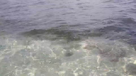 Walking on water at Crandon Park Beach, Key Biscayne, Florida