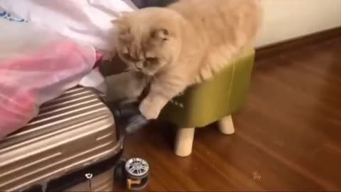 Baby Cats - Cute and Funny Cat Videos Compilation _66 _ Aww Animals(480P)