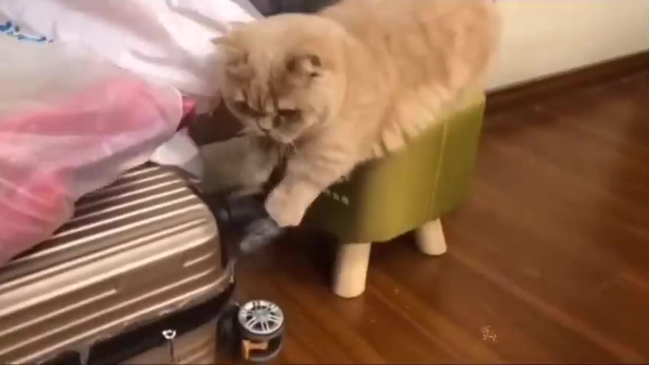 Baby Cats - Cute and Funny Cat Videos Compilation _66 _ Aww Animals(480P)