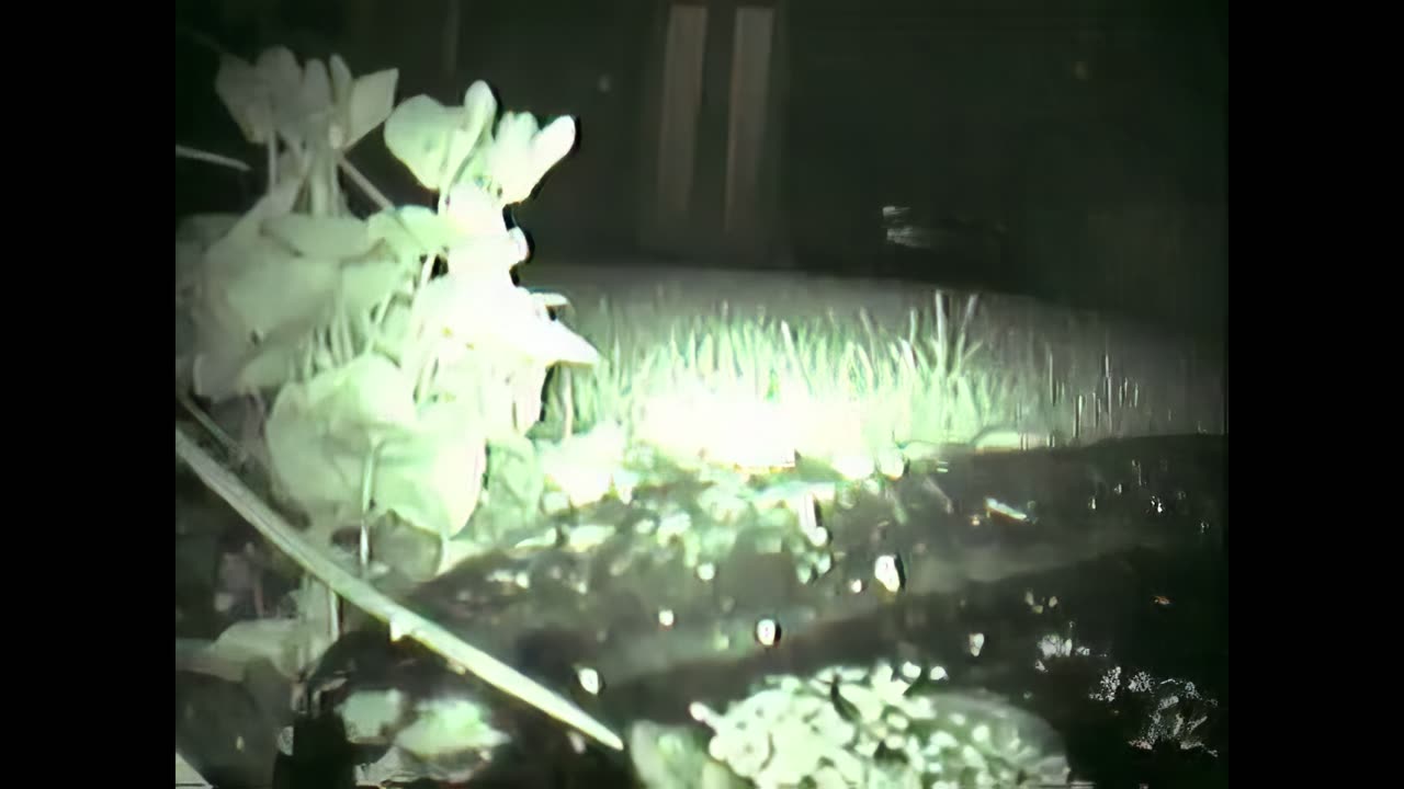 Tony Sutton - Frogcam Frog getting out of pond (2008) [4K 60fps Upscale]