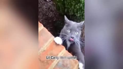 Funniest Animals Video - Best Cats😹 and Dogs🐶 Videos