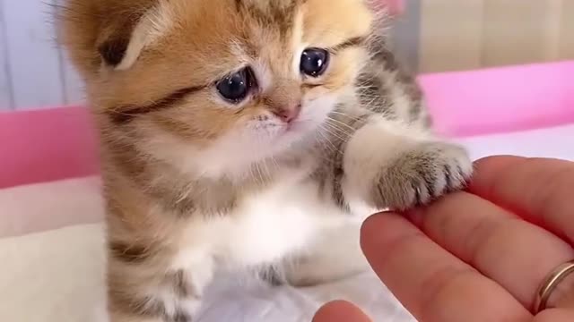 Nice cat