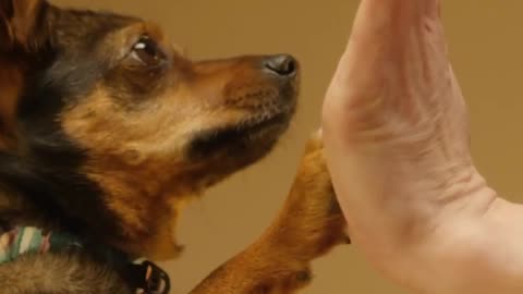 Very cute dog training