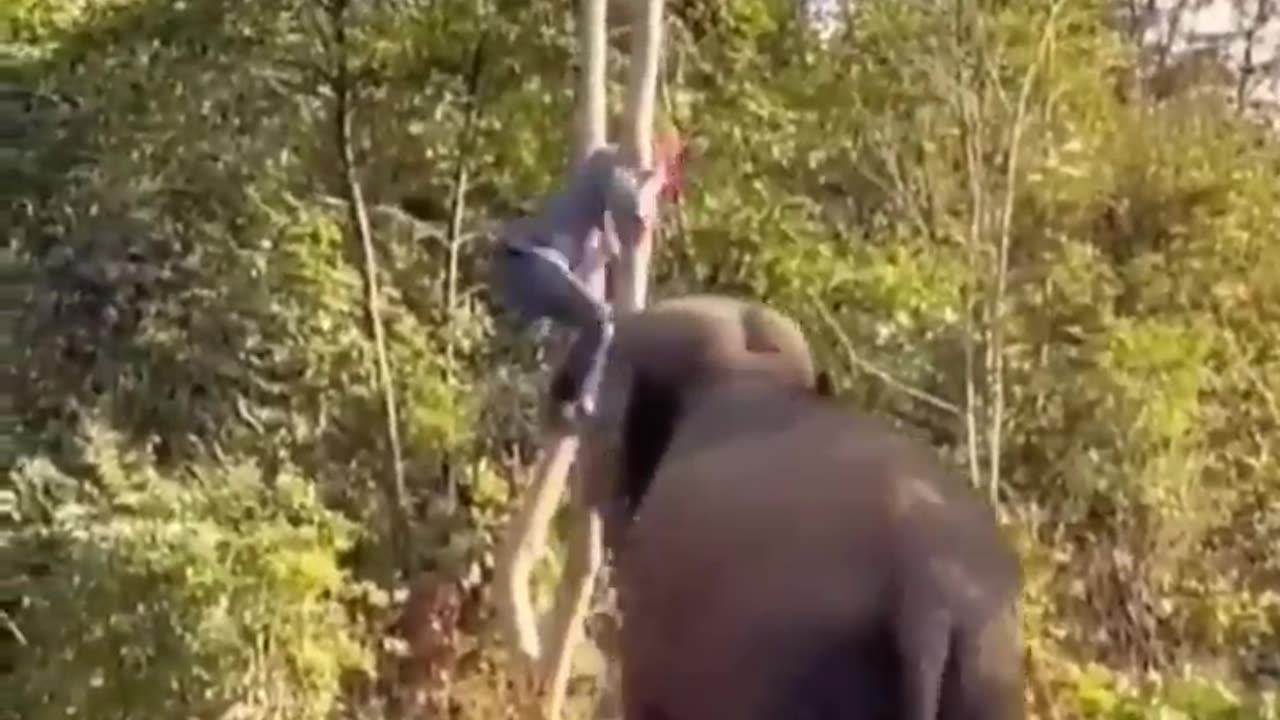 Elephant vas man Funny Elephant Attack video
