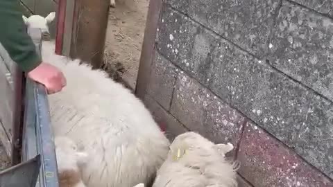 Quick and Easy Sheep and Lamb Sorting