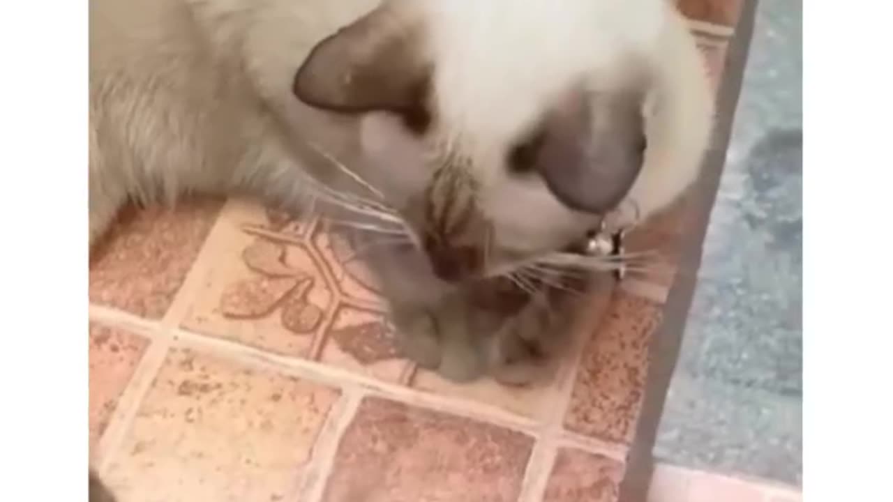 Kittens imitate | Funny 😂 |