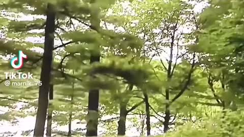 Funny videos - tiktok