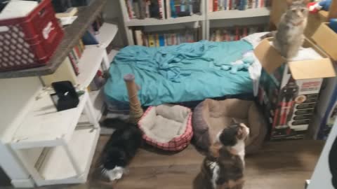 Getting Echo, Emma, Jasmine, and Shanti Out of the Bedroom