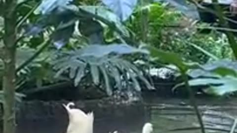Funny cat 🐈 video