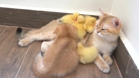 Communication between a group of small animals.