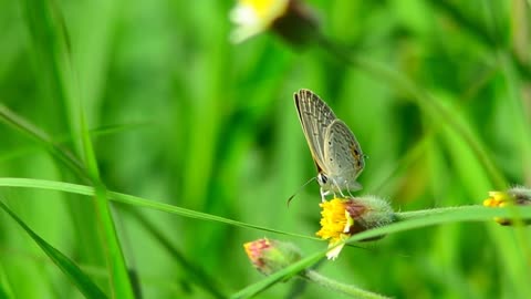 Butterfly life with a flower3