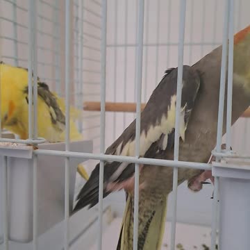 Beautiful colorful parrots