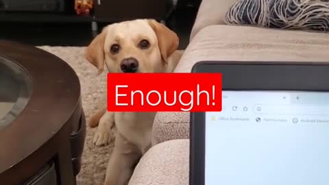 Dog Hates it When Disturbed During Sleeping #Shorts | Funny Dog Video
