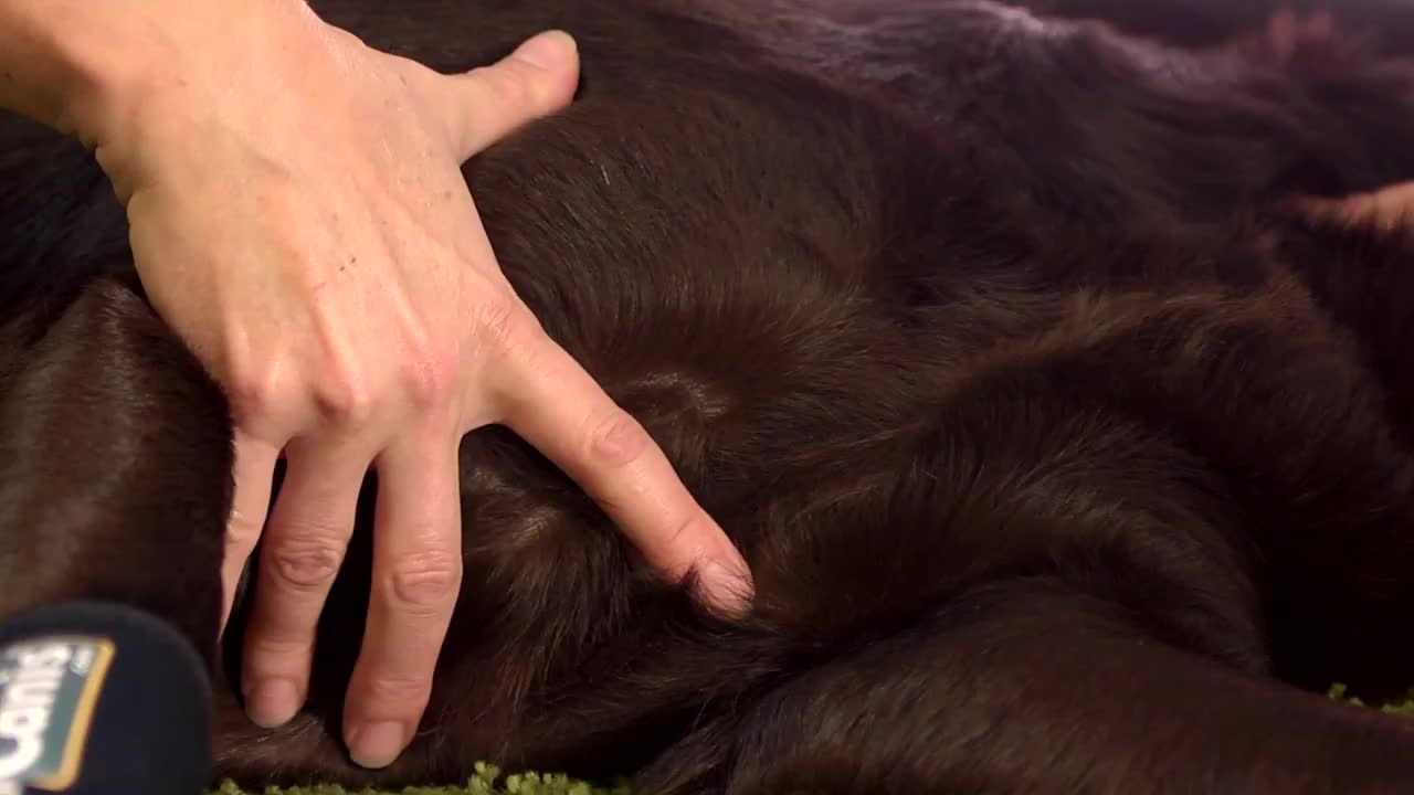 Curso de rehabilitación veterinaria