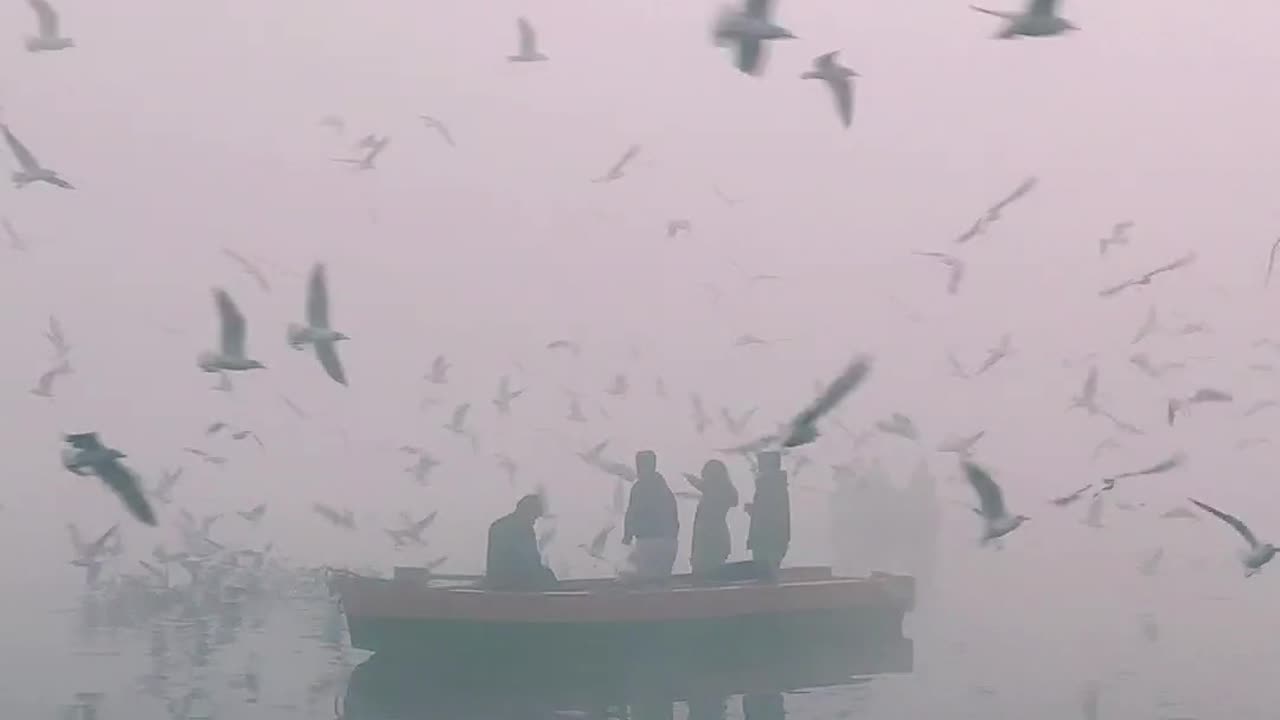 Birds Flying over People on Boat