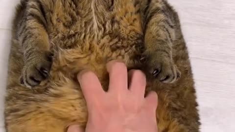 Cat so funny 😹