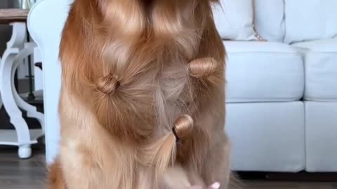 Pretty for Dogs