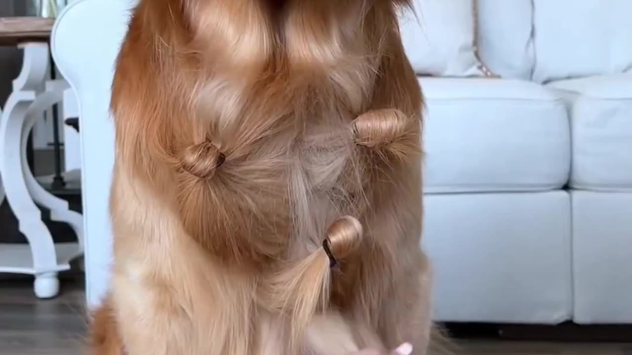 Pretty for Dogs