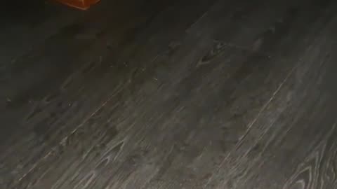 Domestic Unusual Hedgehog