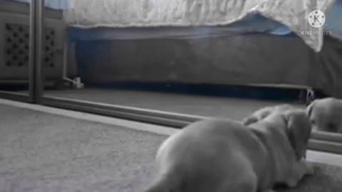 Funny Dogs video