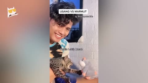 Funny prank and cat animals videos