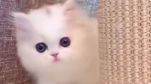 These kittens are so funny!