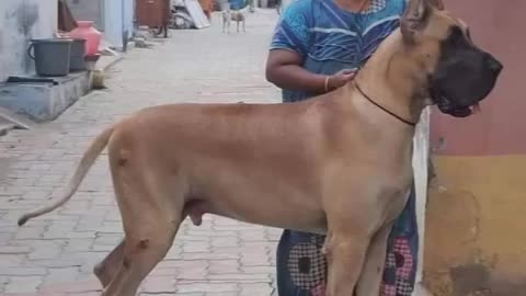 Big dog