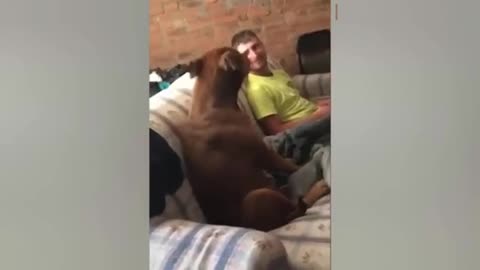 Funny Cats And Dogs Video Part 1