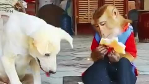 Dog and monkey funny fight