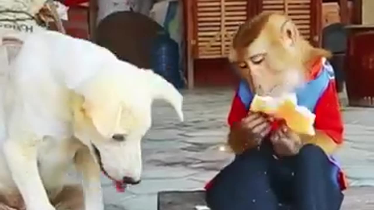 Dog and monkey funny fight