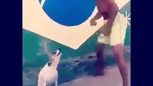 LAUGH OUT YOUR LIFE at all the DOGS 🤣 Funny DOG Videos 😂🐶
