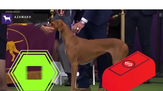 world ranking #06 expensive dogs - Azawakh #shorts