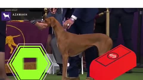 world ranking #06 expensive dogs - Azawakh #shorts