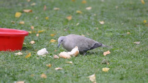 The most beautiful birds of nature