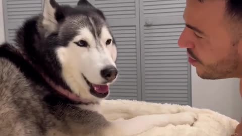 I Cant Believe My Talking Husky Just Said This