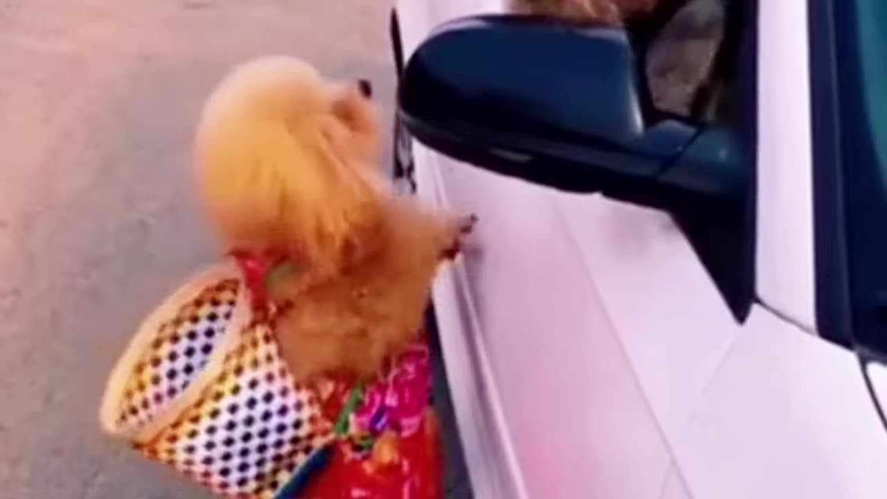 Animal funny moment@_🤣😂🤣