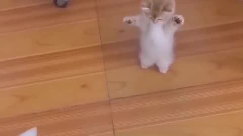#9 #short #animal #funny