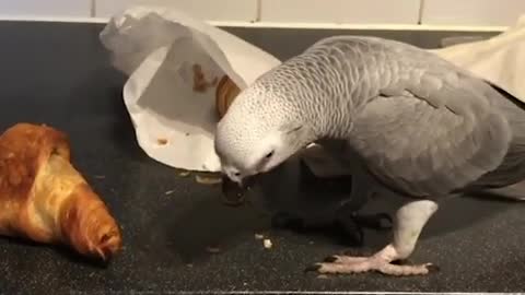 Smart And Funny Parrots Parrot Talking Videos Compilation - 6 Super Parrots (new video viral )