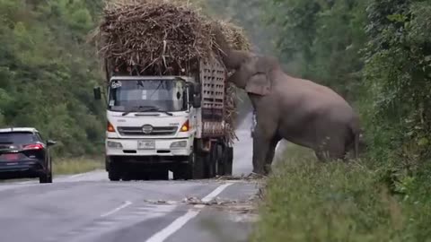 Greedy wild elephant stops passing trucks to steal sugarcane
