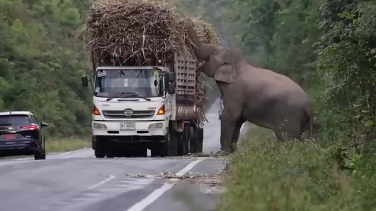 Greedy wild elephant stops passing trucks to steal sugarcane
