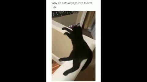 Cut cat 🥰🥰😻😽😽