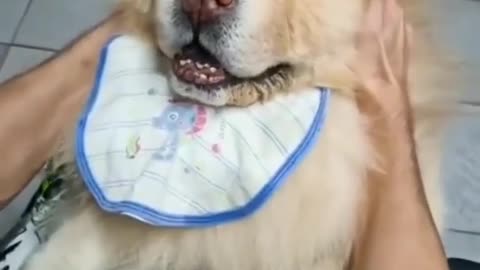 Fun with my Chow Chow 😁#dog #cute animals #dogs