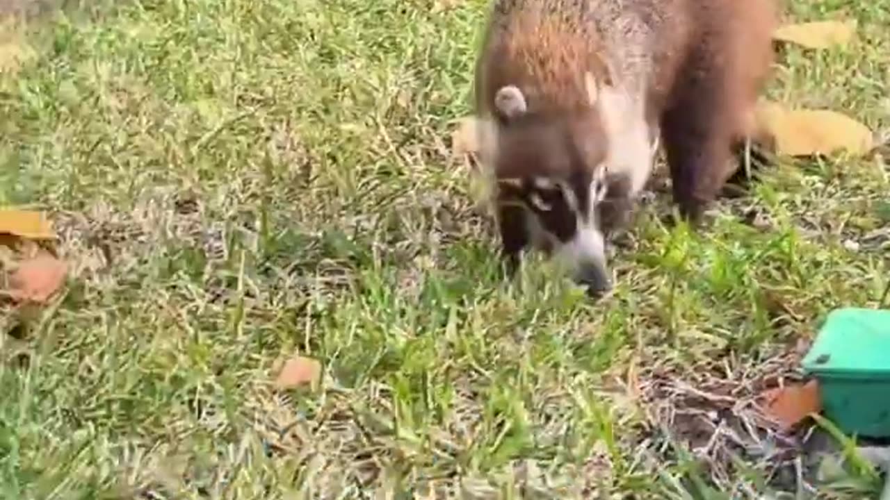 Exotic Animals That You Can Legally Own