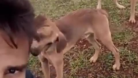 Baby funny dog video in 2024