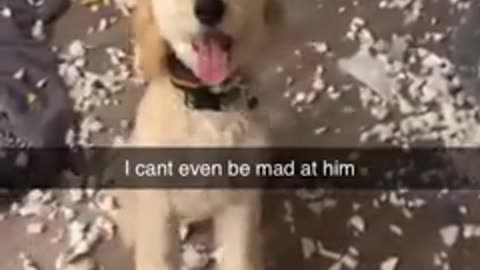 Funny animals dogs and cats funniest video 😁😂🤣😃😄😅😆😉😋😍😘😇