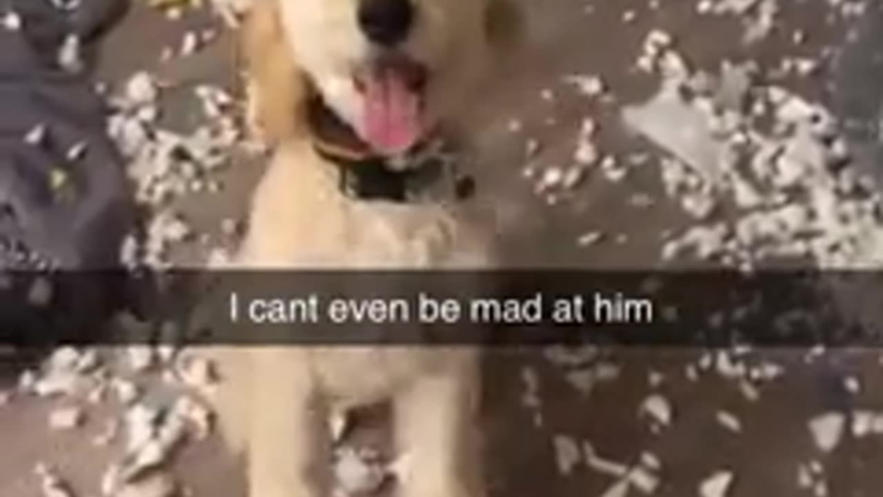 Funny animals dogs and cats funniest video 😁😂🤣😃😄😅😆😉😋😍😘😇