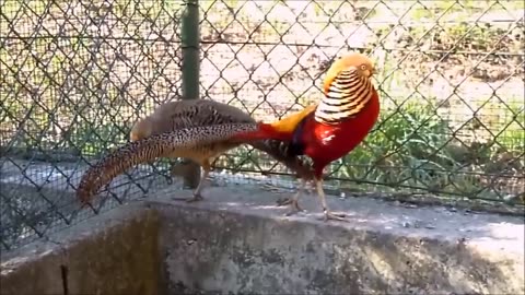 Beautiful Golden Pheasants and Wading Birds