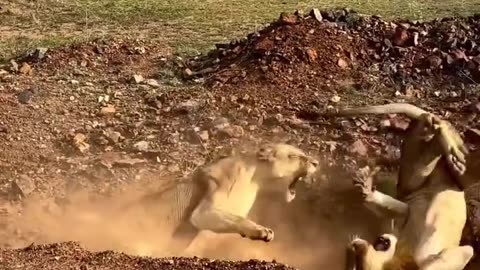 The failure of the lion (the king of the forest) by the lion (his wife)