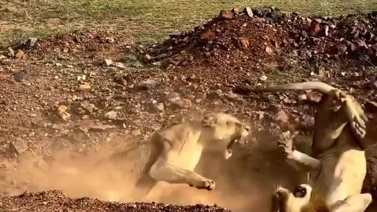 The failure of the lion (the king of the forest) by the lion (his wife)