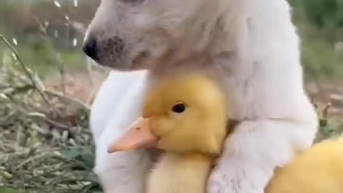 Cute Funny Dog Help With Duck Baby | funny little dog videos
